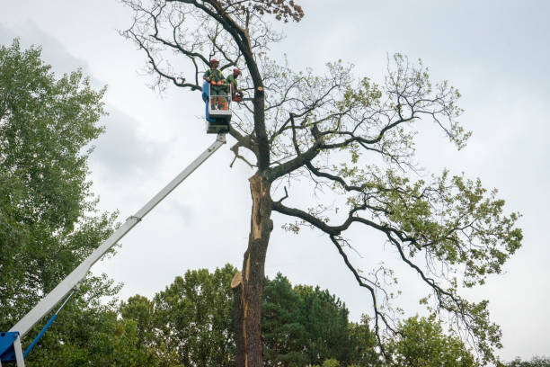 Reliable River Road, WA  Tree Services Solutions