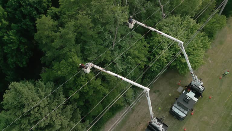 How Our Tree Care Process Works  in  River Road, WA